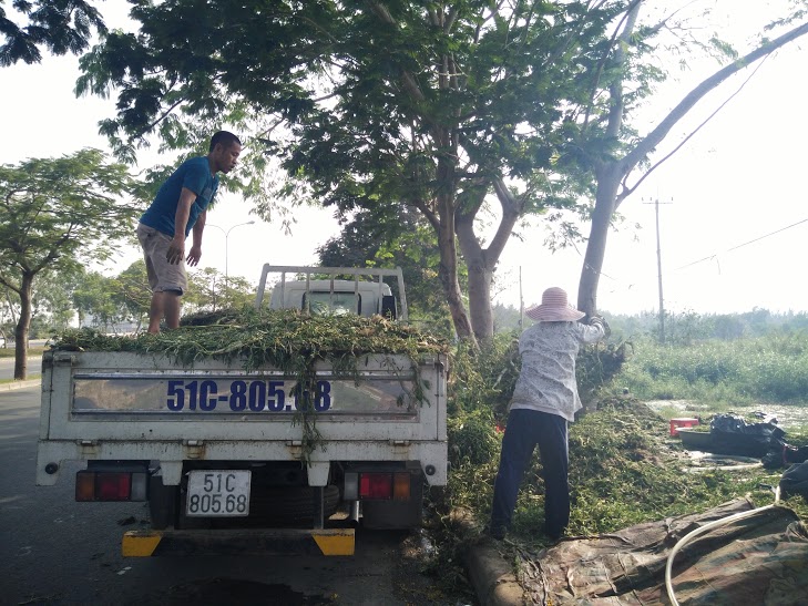 Nghề[-]nhặt[-]rau[-]nhút[-]ở[-]Sài[-]Gòn